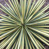 Yucca Color Guard Plant