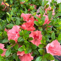 Hilda Niblett Azalea Shrub For Sale Online | Pixies Gardens