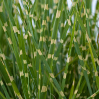 Zebra Grass