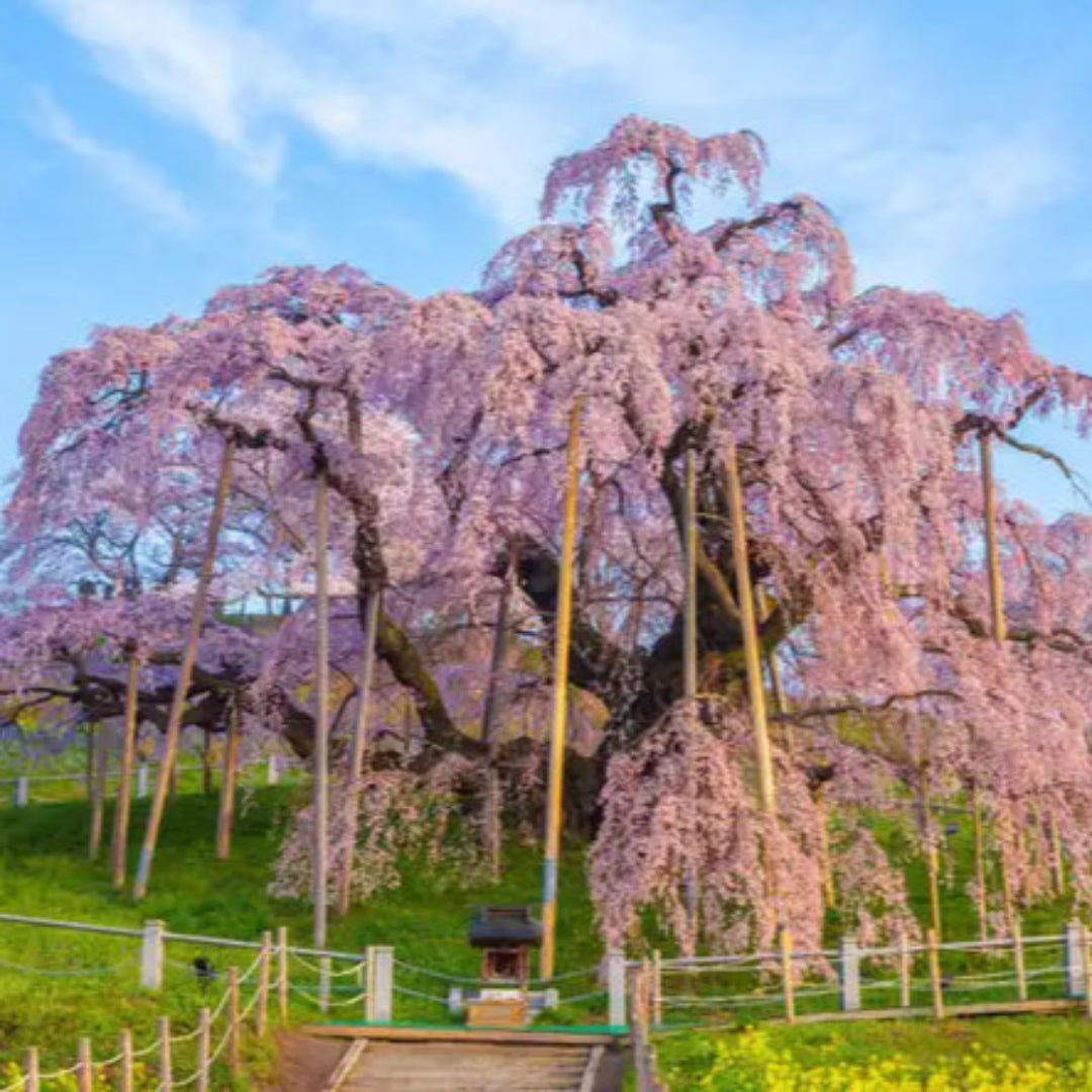 Weeping Higan Cherry Tree