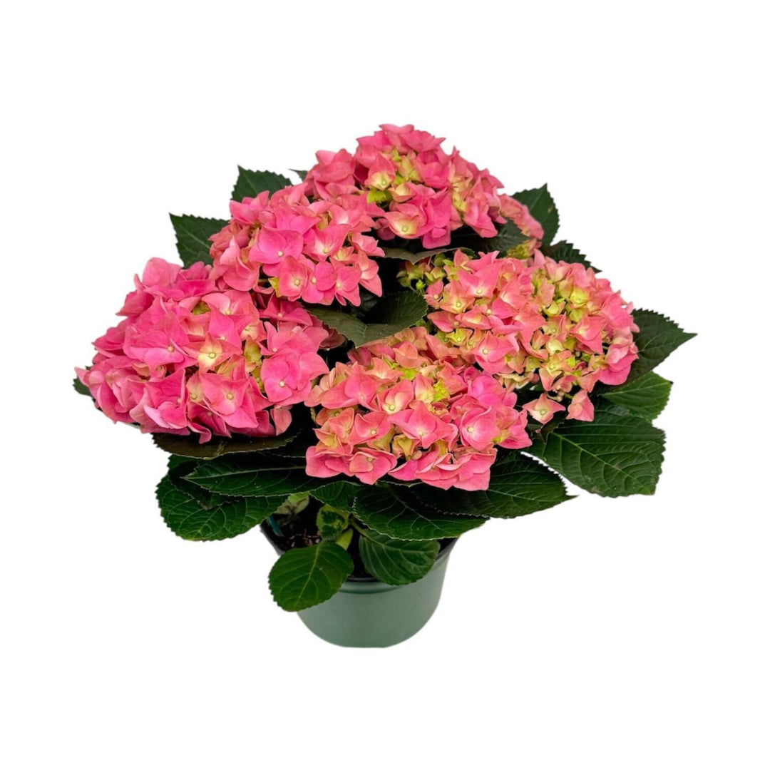 Early Rosa Hydrangea Plant