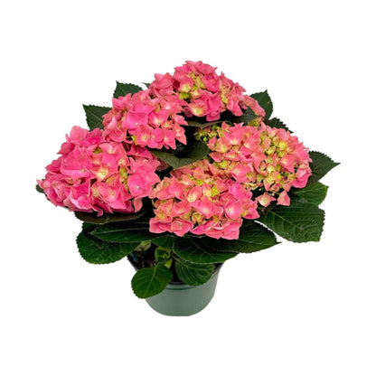 Early Rosa Hydrangea Plant