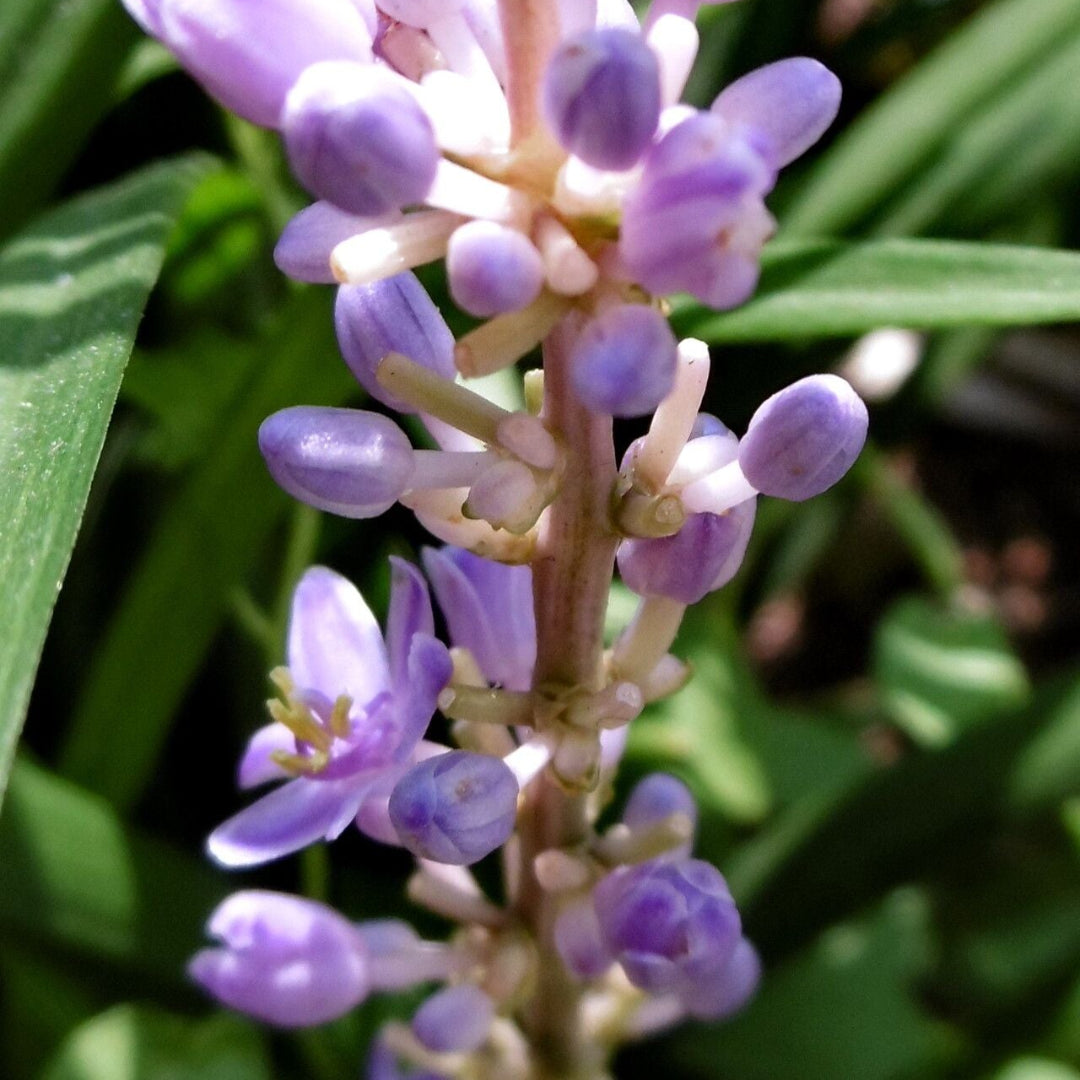 Liriope Muscari &