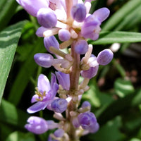 Liriope Muscari 'Densiflora' Lavender Flower in Mid-Summer