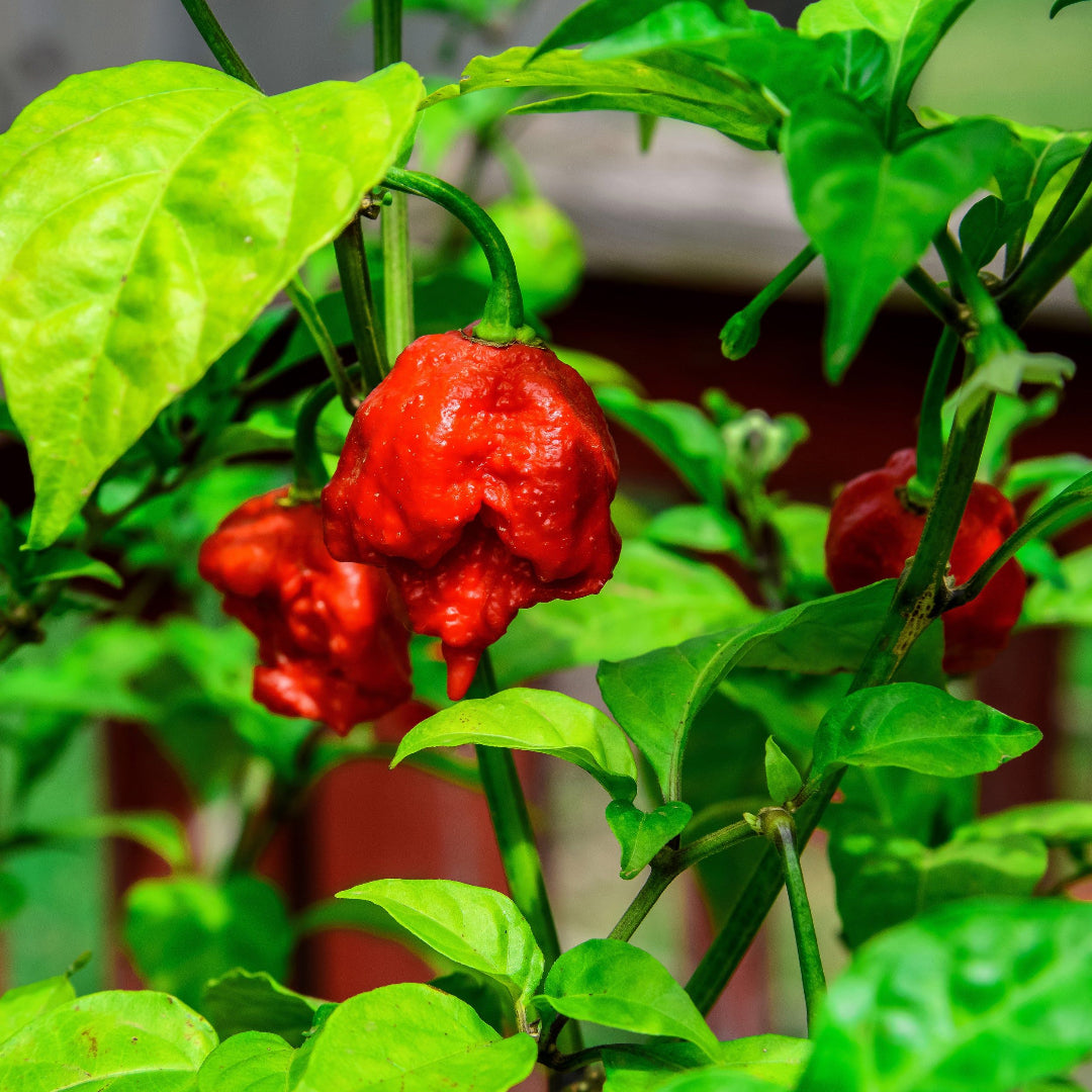 Carolina Reaper Pepper Plant