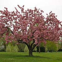 Kwanzan Cherry Tree- Standout Tree