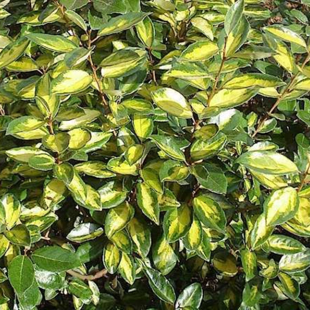 Elaeagnus ‘Olive Martini’