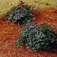 Nandina Harbor Belle