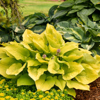 Hosta Shadowland 'Coast to Coast' - [EG]