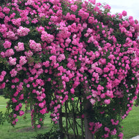 Seven Sisters Rose