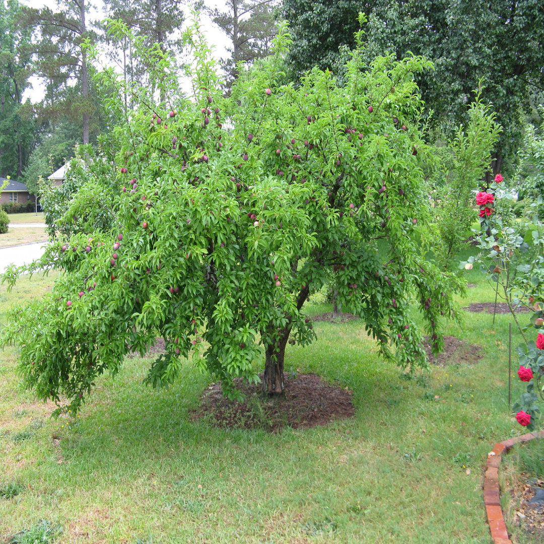 AU Rubrum Plum Tree