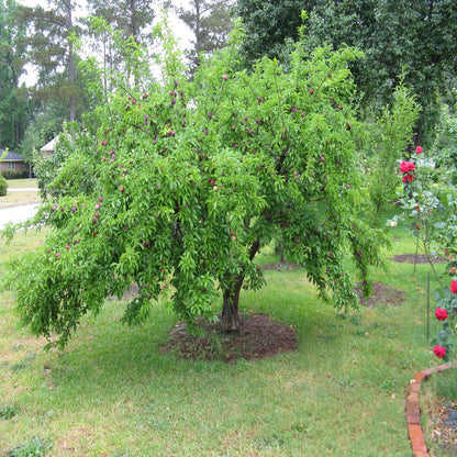 AU Rubrum Plum Tree