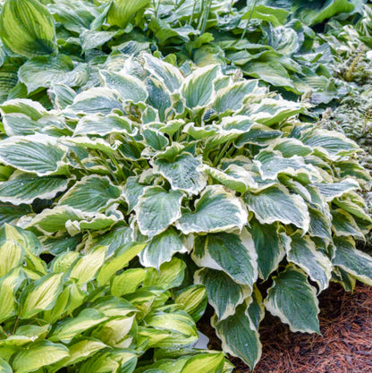Hosta Shadowland &