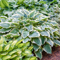Hosta Shadowland 'Hope Springs Eternal'