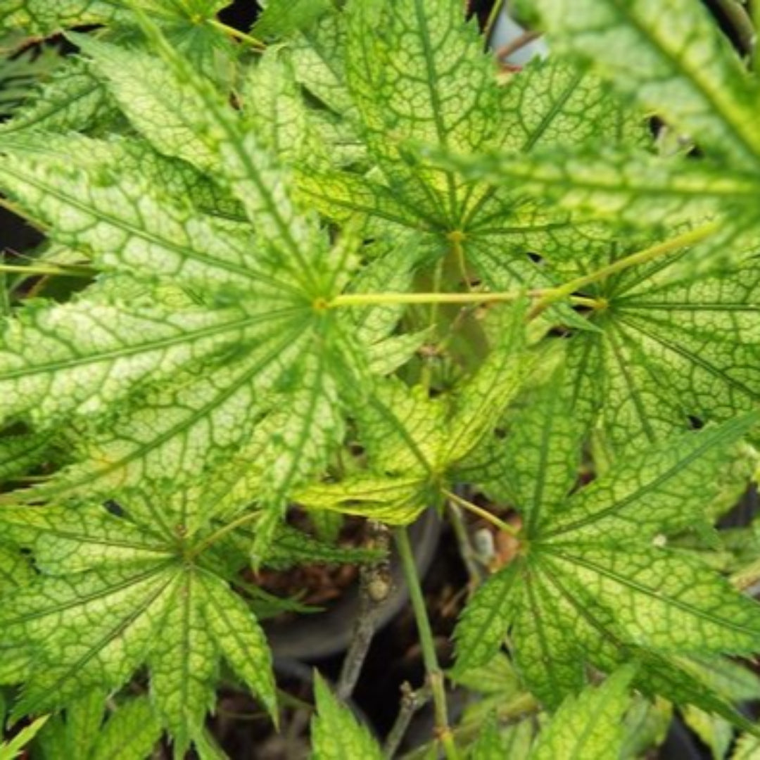 Grandma Ghost Japanese Maple