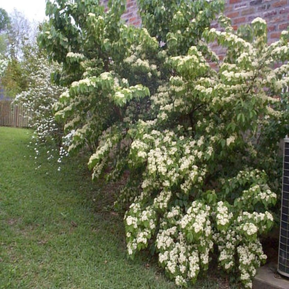 Viburnum luzonicum Shrub