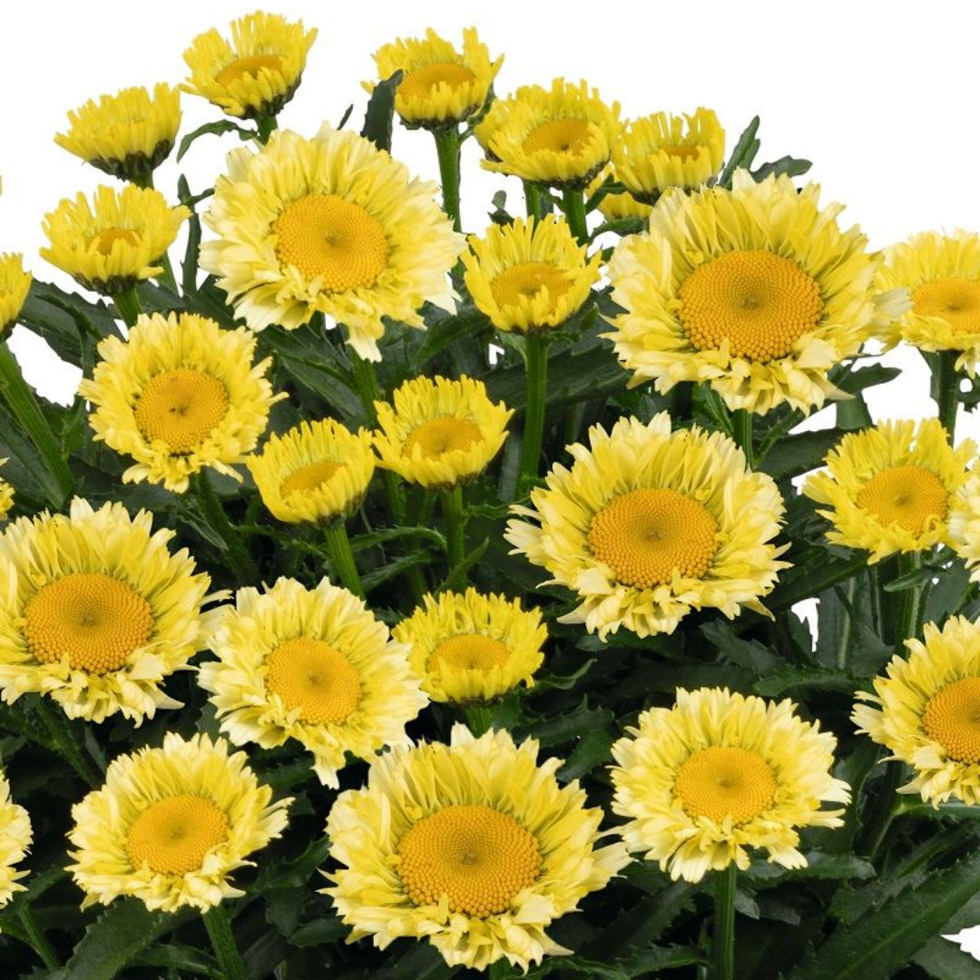 Leucanthemum Sweet Daisy™ Series ‘Izabel’ Shasta Daisy (Dwarf Shasta Daisy) - [EG]