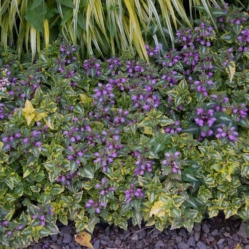 Lamium Maculatum Anne Greenaway