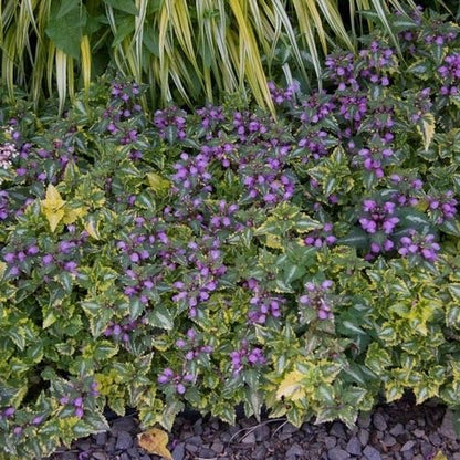 Lamium Maculatum Anne Greenaway