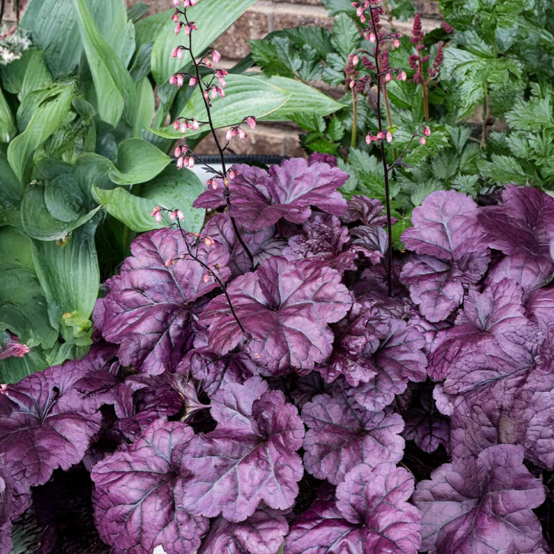 Heuchera Dolce® &
