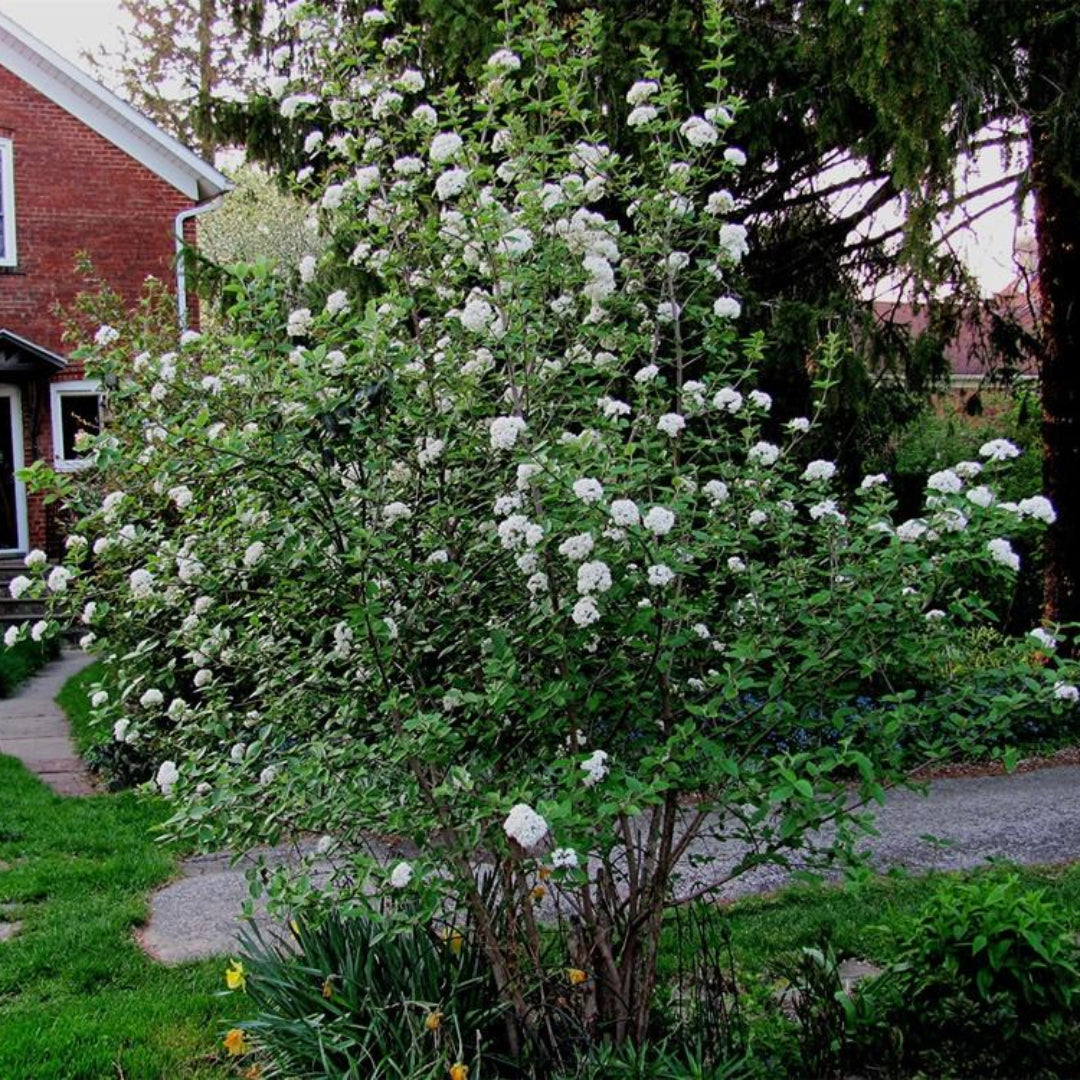 Mohawk Viburnum Shrub