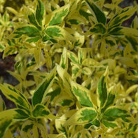 Forsythia  'Believe it Or Not'