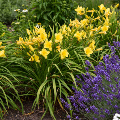 Canary Yellow Flowers Early In Season