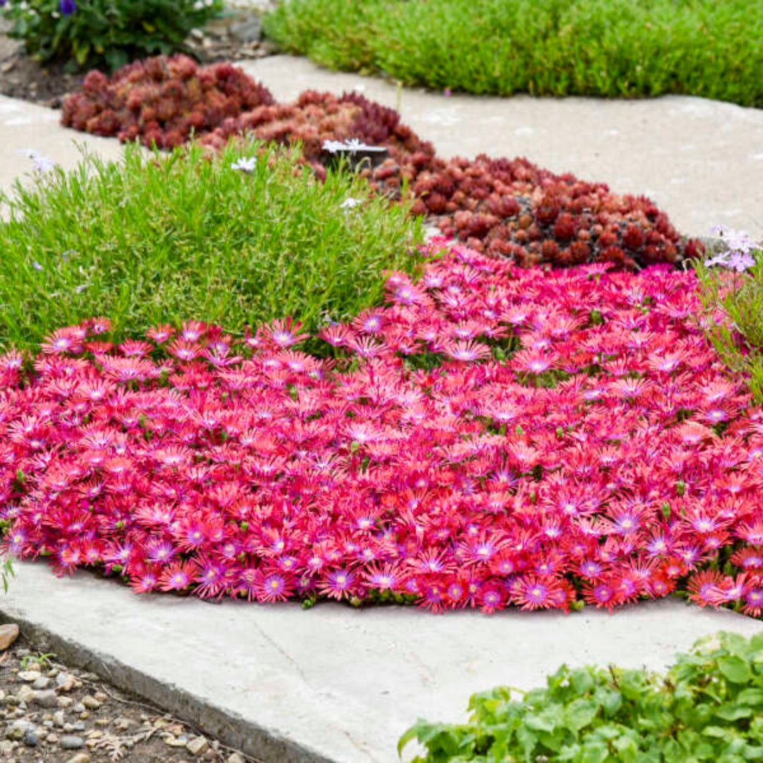 Delosperma Flashmob® &