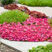 Delosperma Flashmob® 'Action Shot' PPAF - [EG]