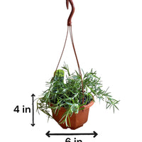 Rosemary 'Prostratus'  Hanging Basket (Live Plant)