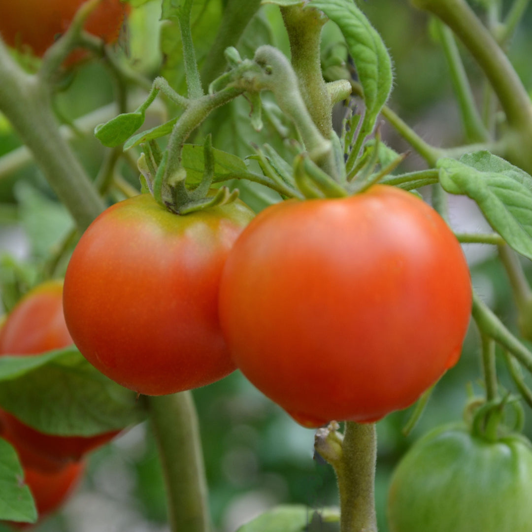 Tomato Plant &