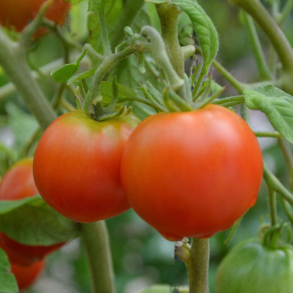 Tomato Plant &