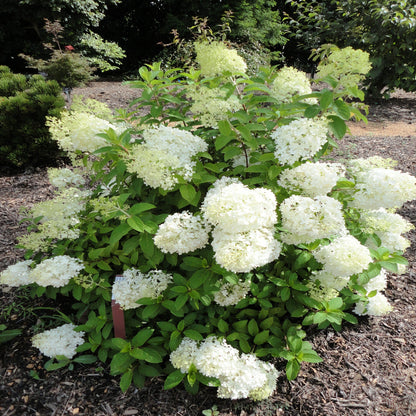 Hydrangea Bobo Bush Blooming in Full Sun