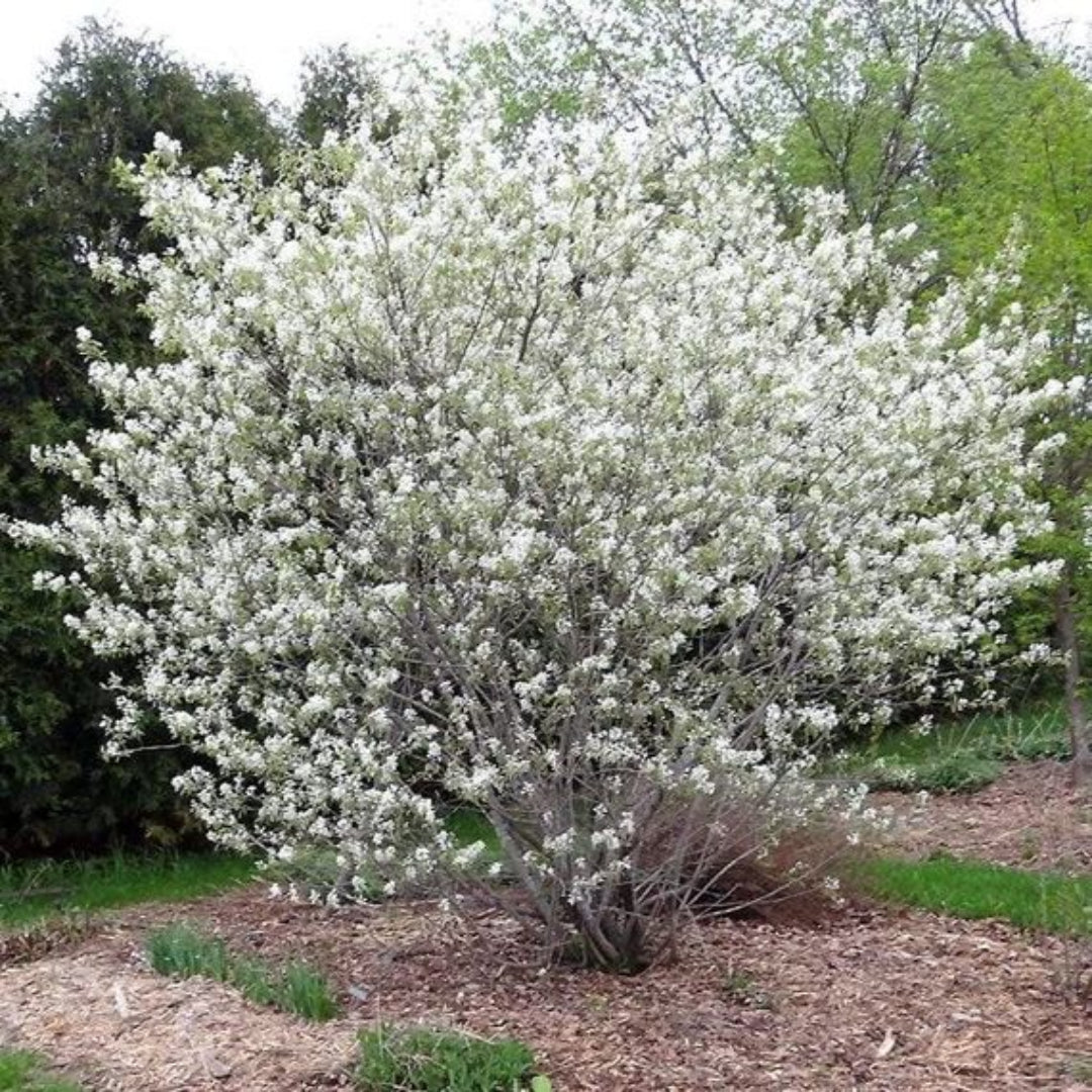 Autumn Brilliance Serviceberry