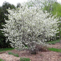 Autumn Brilliance Serviceberry