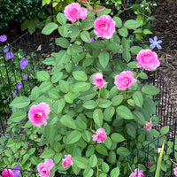 Raspberry Cupcake Rose