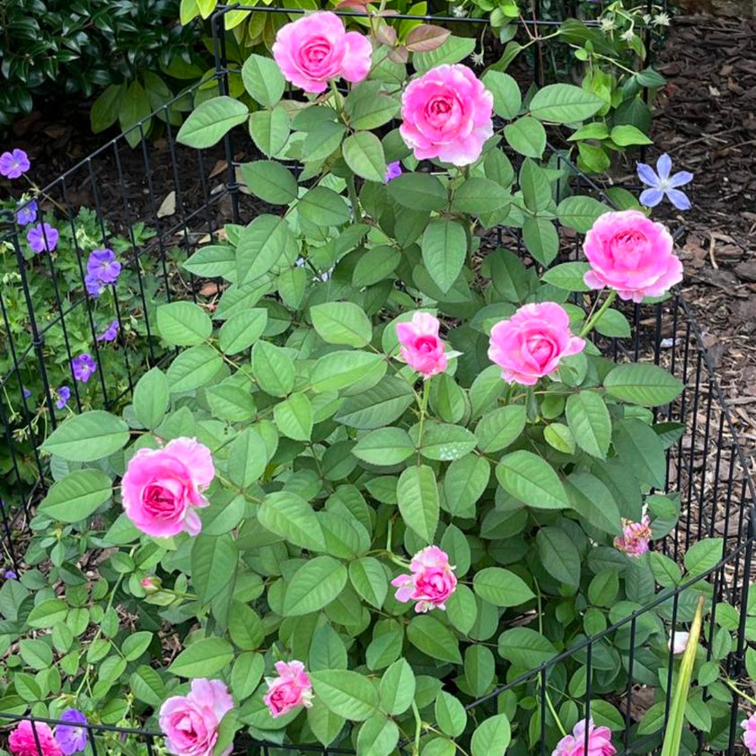 Smokey Raspberry Rose Raspberry Cupcake Rose for Sale | Pixies Gardens