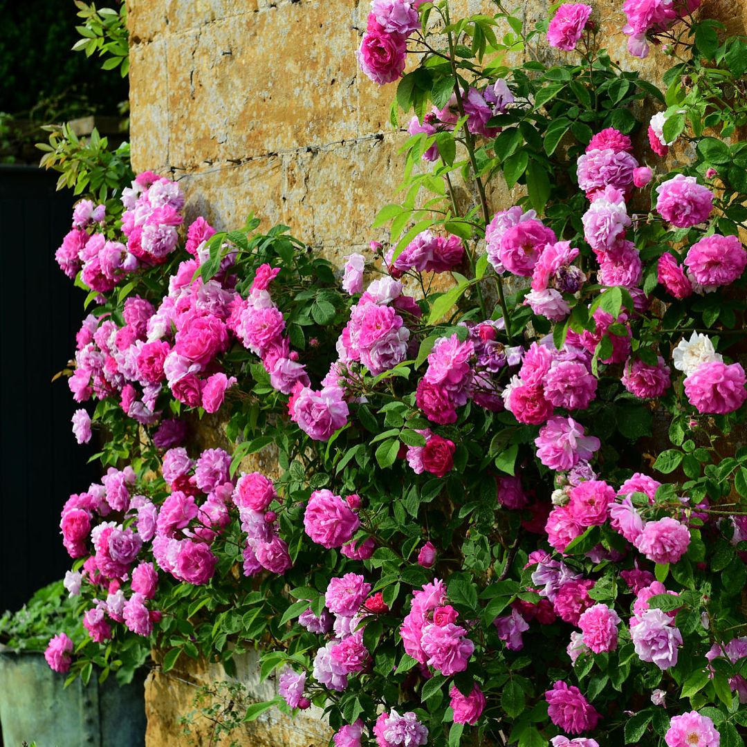 seven sisters house plant Buy Seven Sisters Rose Plants & Trees Online