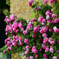 Seven Sisters Rose
