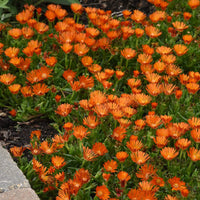 Ice Plant - Delosperma Ocean Sunset 'Orange Vibe' - [EG]