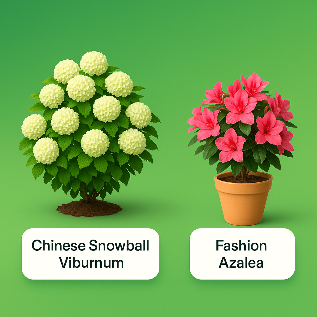Black Friday 2 Plant Combo - Chinese Snowball Viburnum &amp; Fashion Azalea
