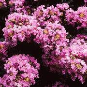 Sweetheart Dazzle Crape Myrtle