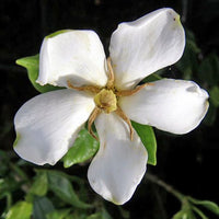 Grif's Select Hardy Gardenia