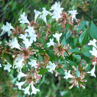 Abelia 'Glossy' Grandiflora, Dark Green Glossy Leaves with Fragrant Blooms
