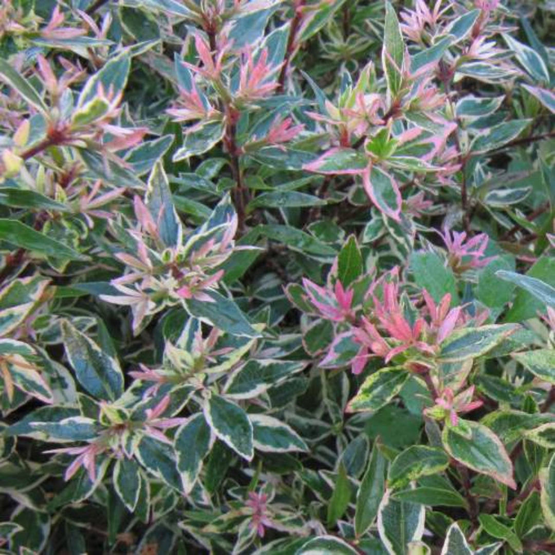 Confettii Abelia