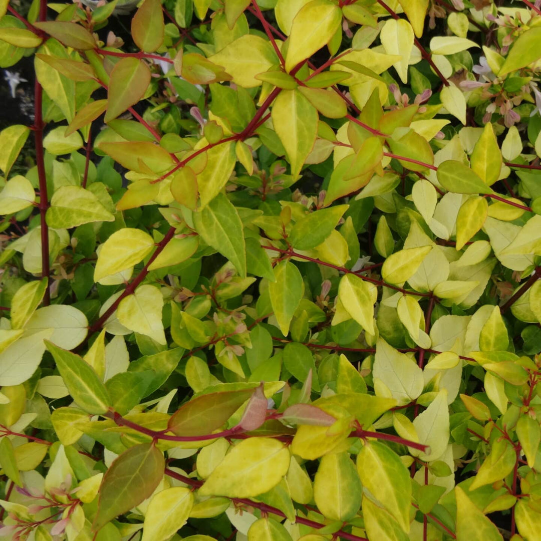 Abelia Super Gold