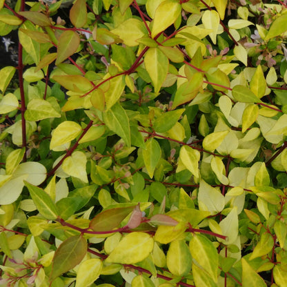Abelia Super Gold