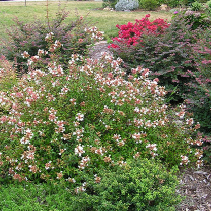 Little Richard Abelia