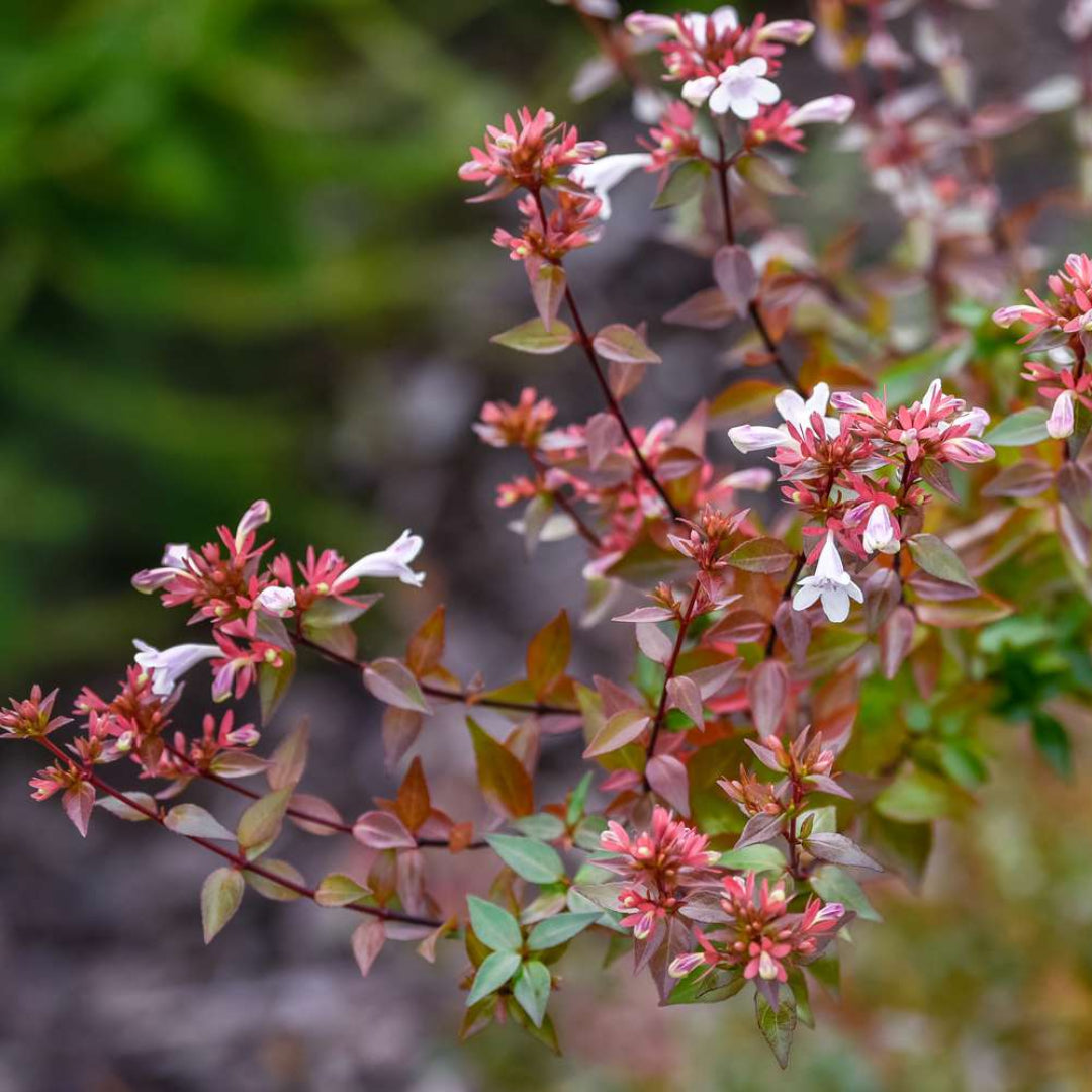Abelia Rosy Charm