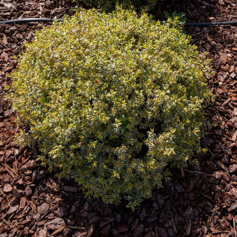 Lemon Lime Radiance Abelia